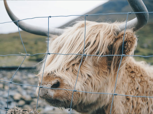 What do you know about installing wire mesh in cattle fence?